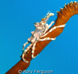 Xeno Crab on whip coral (once it stopped running round to... by Rory Ferguson 